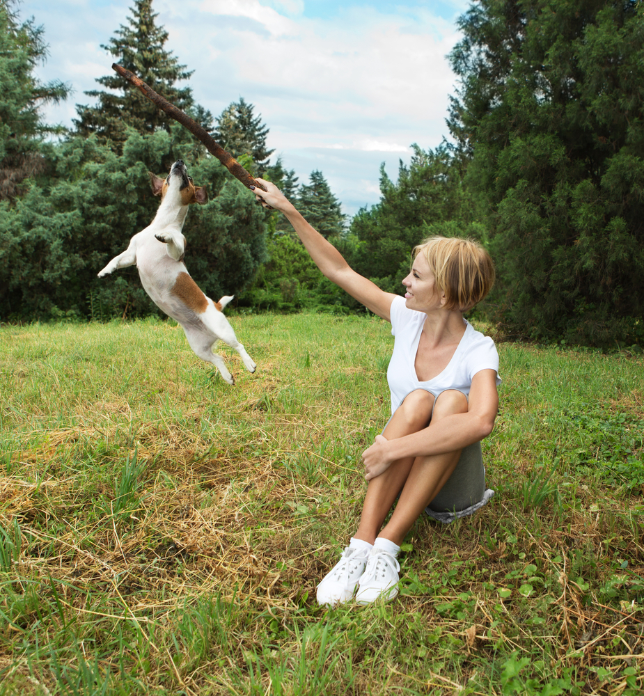 Jack Russell terrier dog jumping, on a field with green grass in the forest. Girl play with dog.