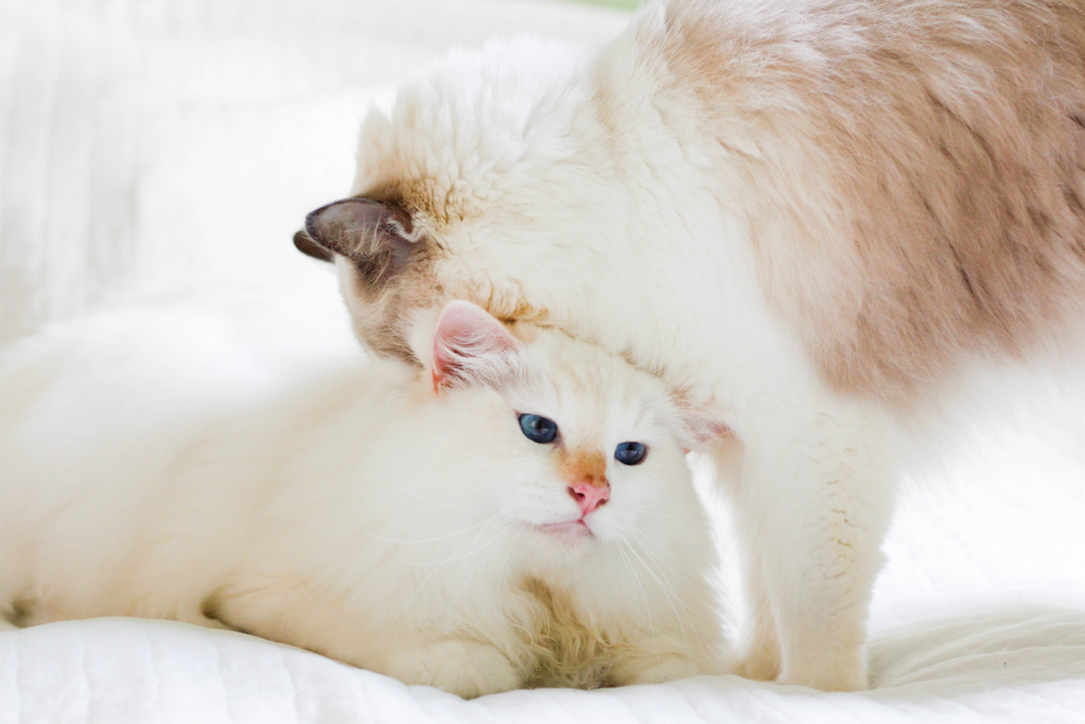 Ragdoll cats. A blue bicolor and a red mitted blue eyed Ragdoll cats and a white background.