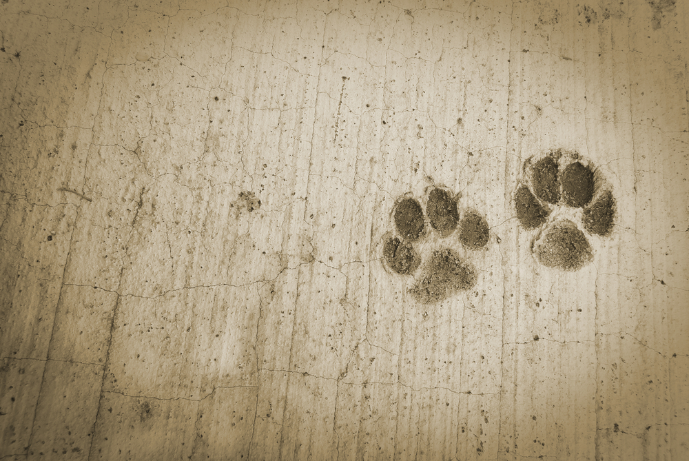 The dog s footprints on cement floor background