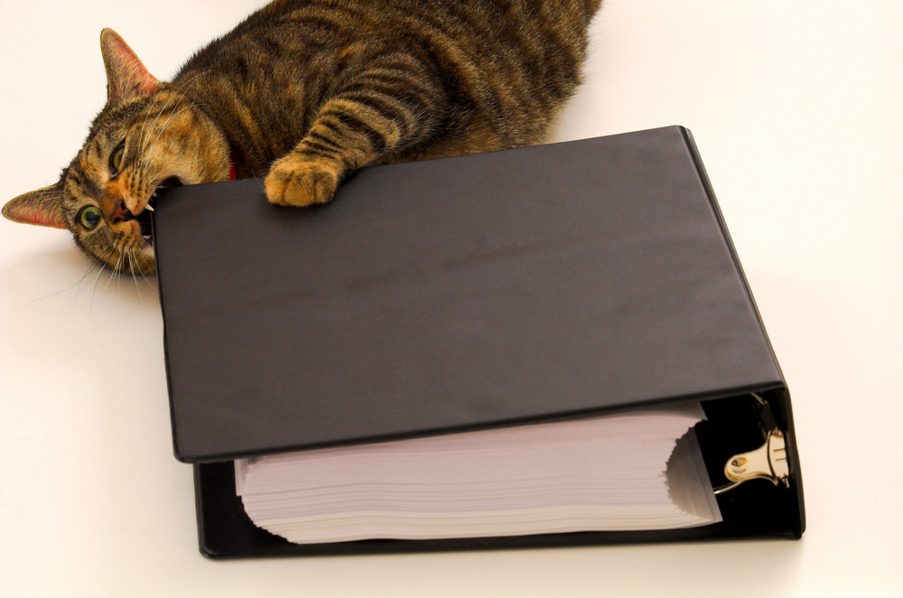 Cat chewing notebook.