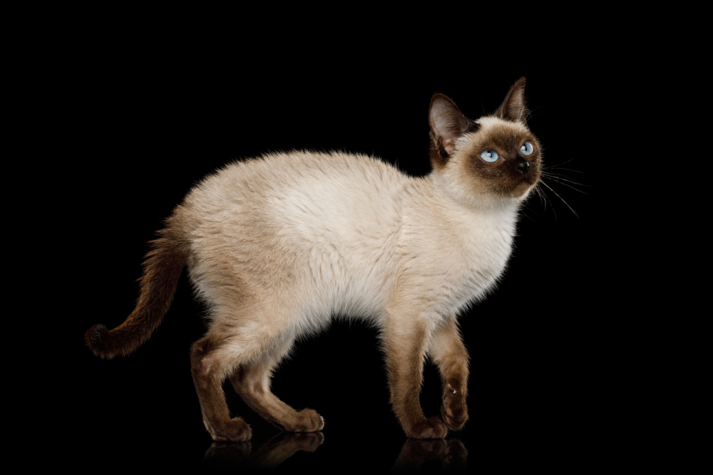 Scyth Toy Bob, the most smallest Cat Standing on Isolated Black Background, 8 month old