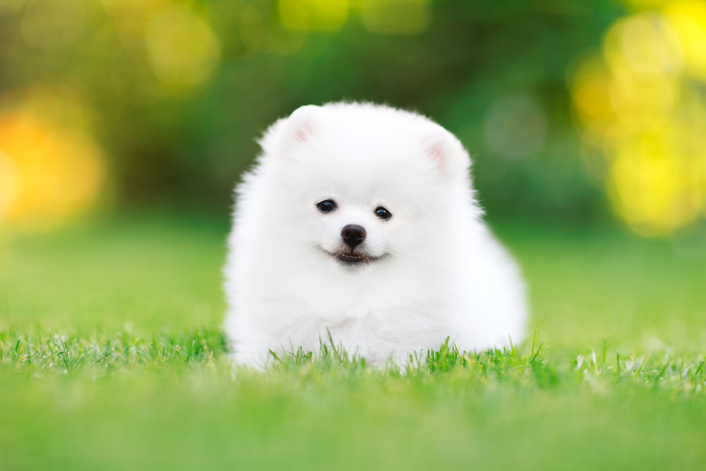 Young White Pomeranian puppy Spitz sitting in the grass look at the camera