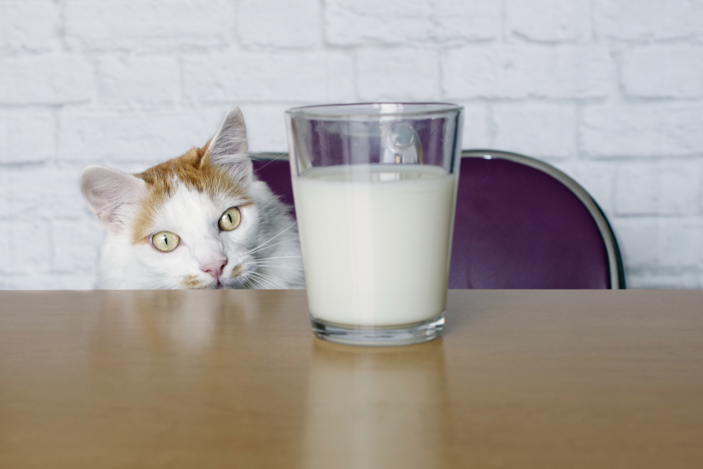 猫に豆乳はOK！飲んでもいい量と与えるときの注意点！