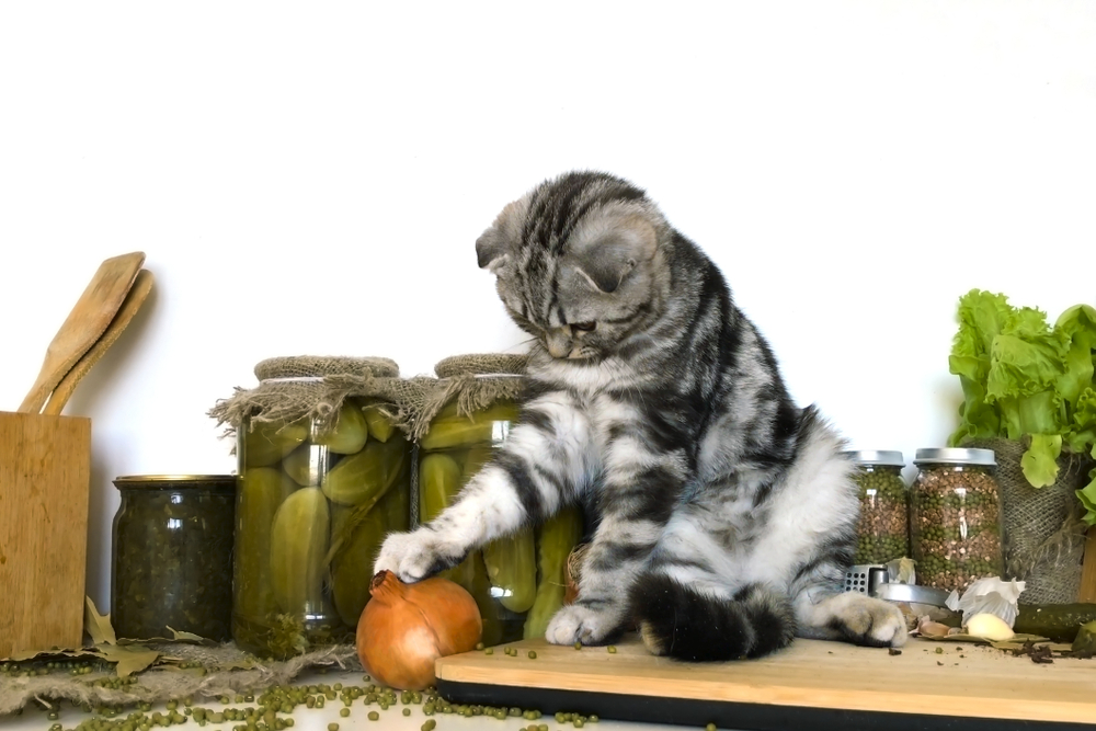 玉ねぎで遊ぶ猫