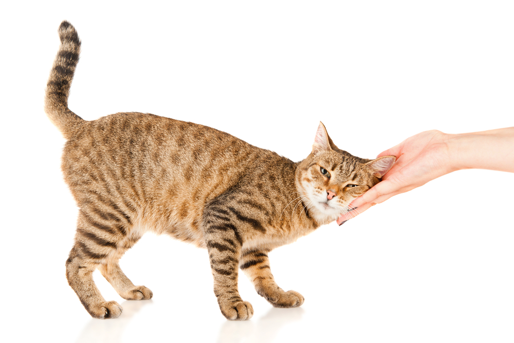 Hand of persons stroking a tabby cat