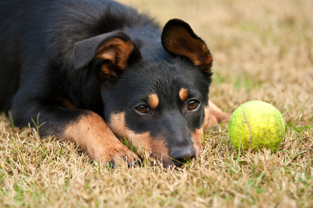 Kelpie puppy (a breed of Australian sheep dog) lying on the grass with a tennis ball.