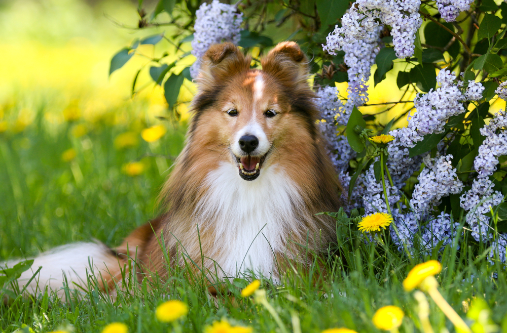 Cute sable white shetland sheepdog, sheltie lies outdoors on a green grass with meadows and lilac flowers. Adorable small collie, little lassie portrait in summer time with dandelions