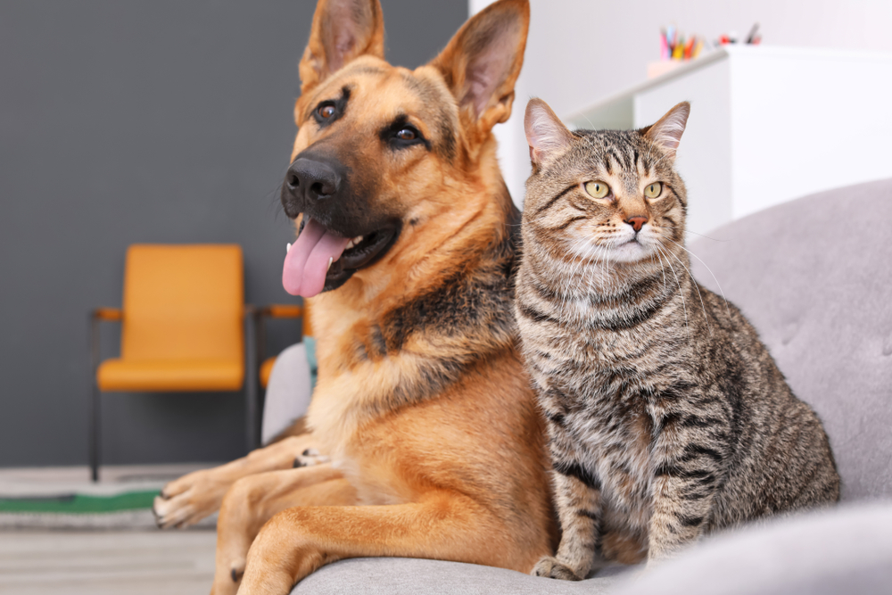 犬と猫を同時に飼うことはできる？飼い方のポイントや注意点をご紹介します！
