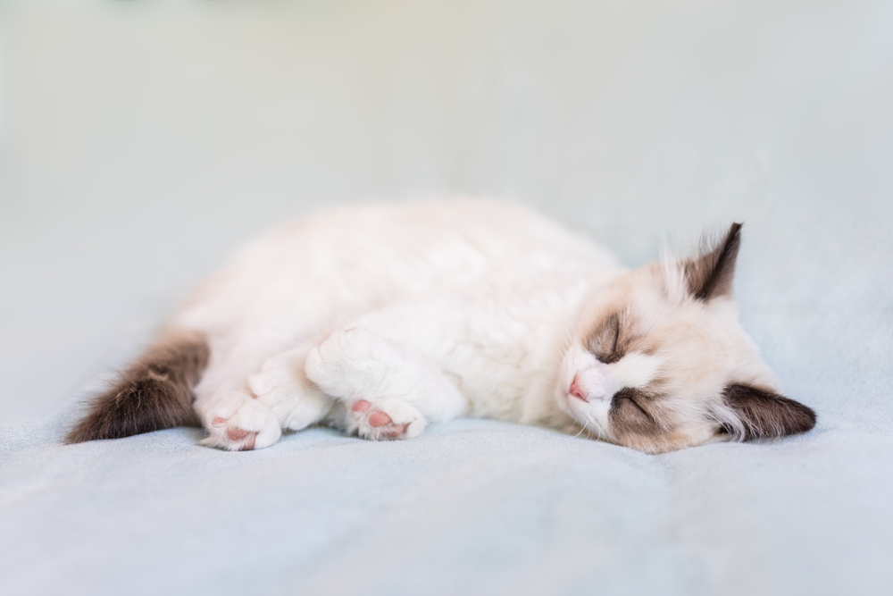 An adorable ragdoll kitten sleeping peacefully on a light blue background. The kitten is a bicolored ragdoll with blue and brown colors.