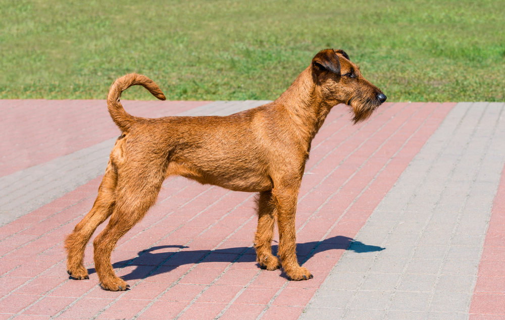 Irish Terrier profile.  The Irish Terrier stands in city park.