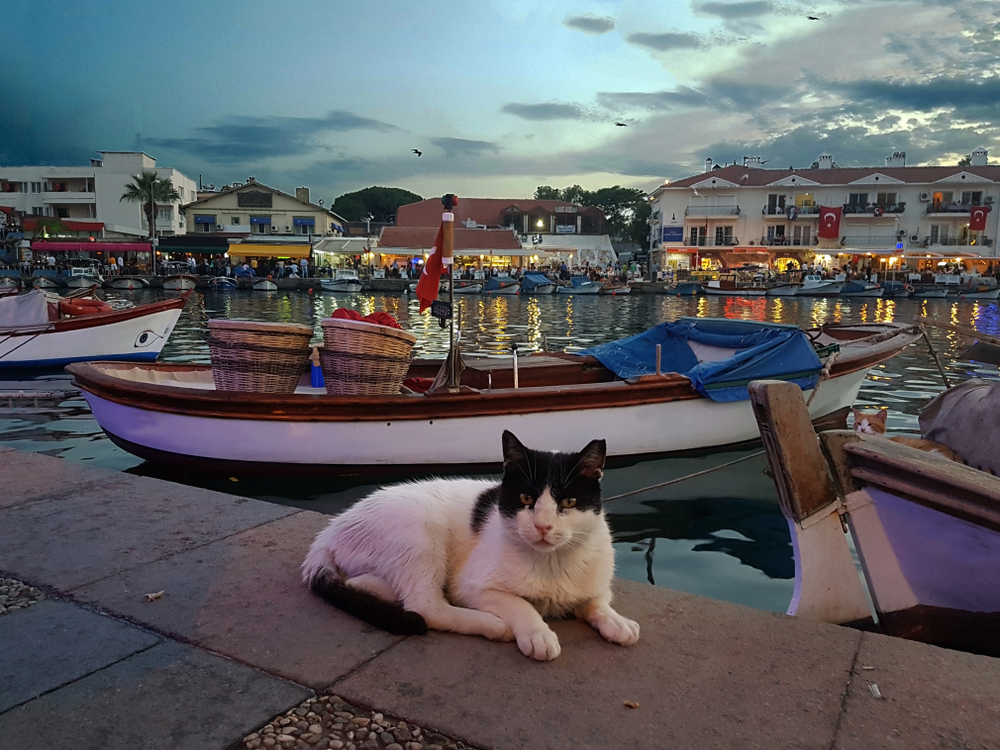 Cat in fishermans wharf of Foca in Turkey