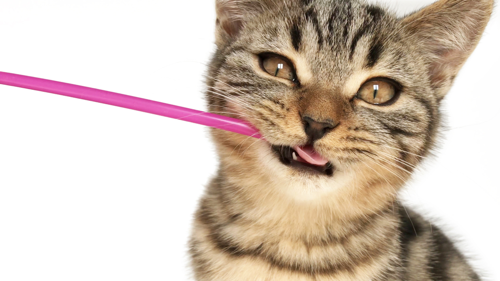 猫はなぜストローを噛む？その心理と癖の直し方を解説