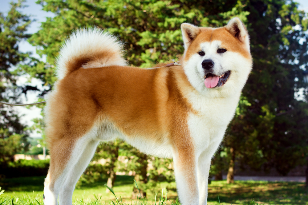 秋田犬とアメリカンアキタは同じ犬種？外見の違いや性格の違いをそれぞれ比較！