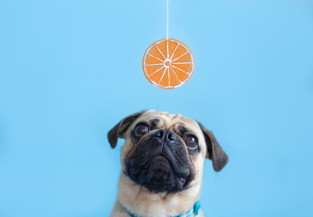 オレンジを見つめる犬