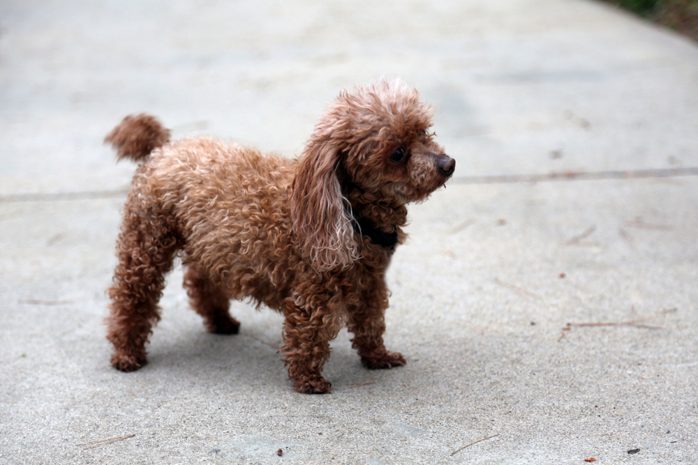 Toy or Tea Cup 2 lb poodle. A Two Pound Poodle stands on a sidewalk outside.