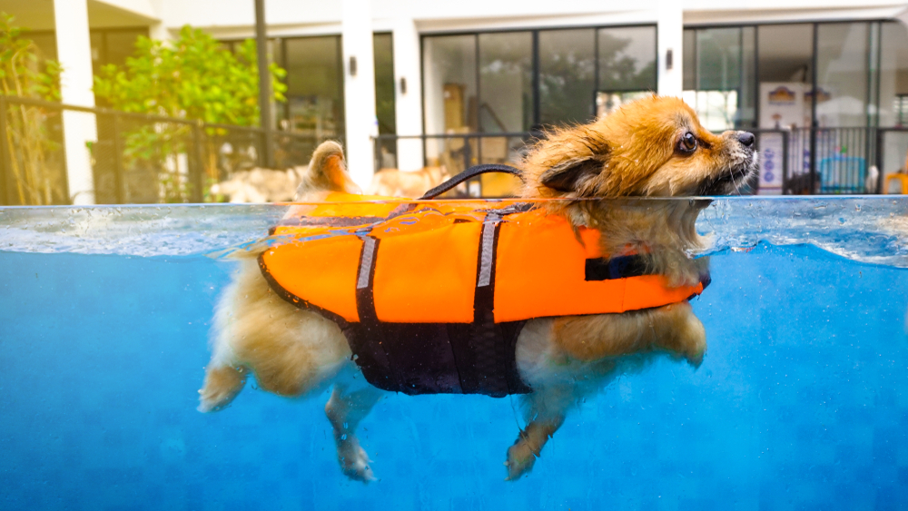 泳ぎが苦手な犬もいる？愛犬が犬かきできるようになるための練習方法とは