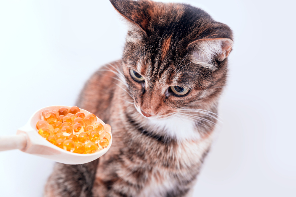 猫にイクラはOK！食べてもいい量と与えるときの注意点！