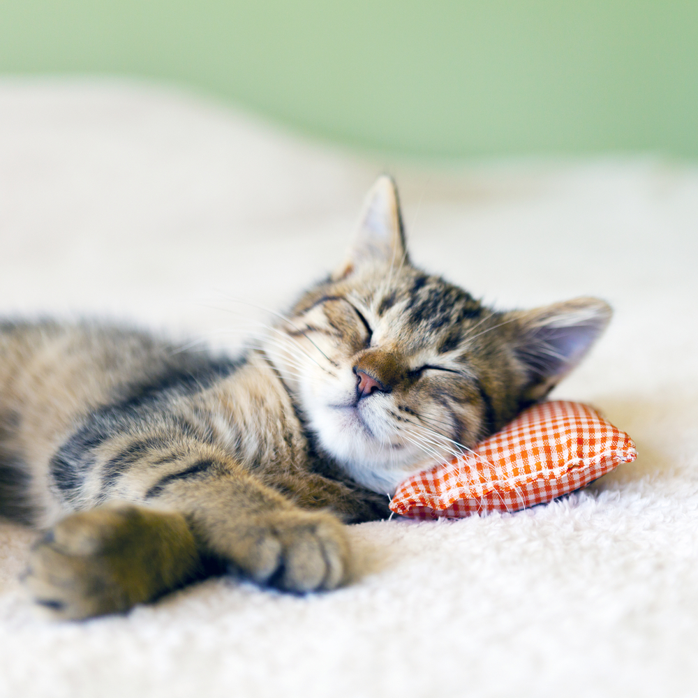 枕に頭を乗せて眠る子猫