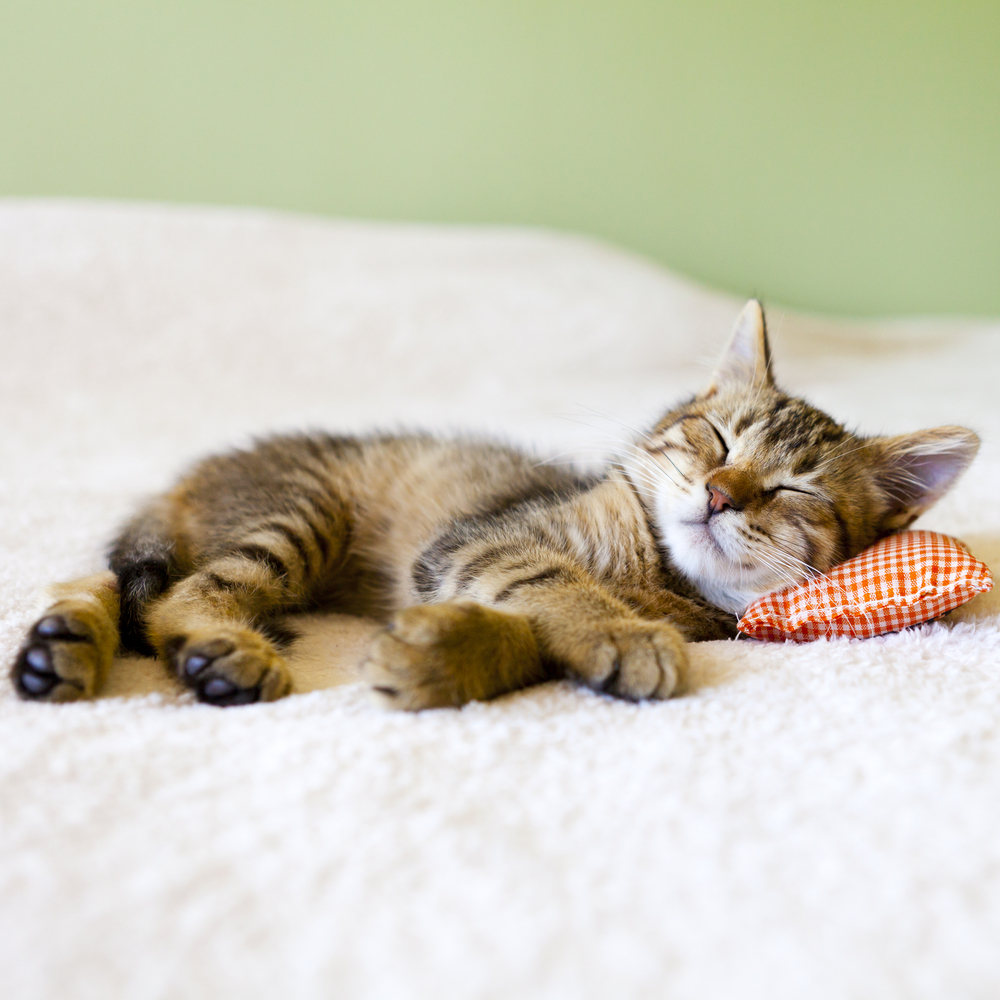 Small Kitty With Red Pillow