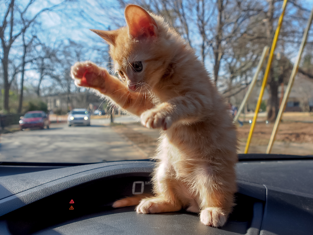 Ninja cat! Orange tabby kitten on a cars dashboard, standing on his hind legs in a martial arts pose.