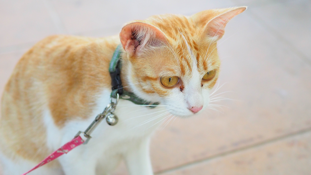 a cat wearing collar and on a lead.training a cat to walk on a leash