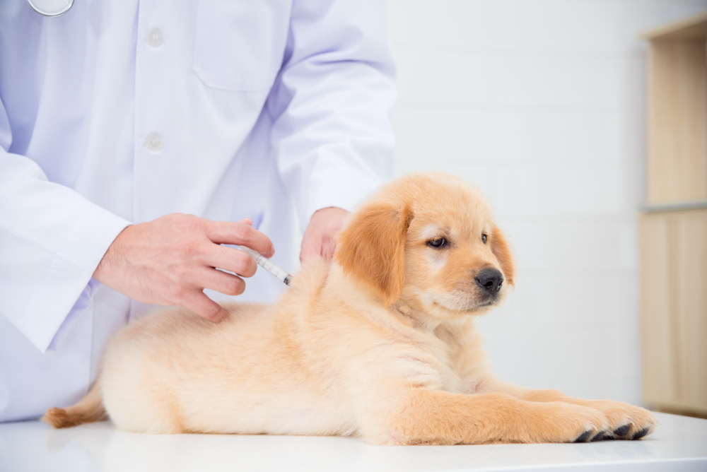犬　子犬　注射　ワクチン