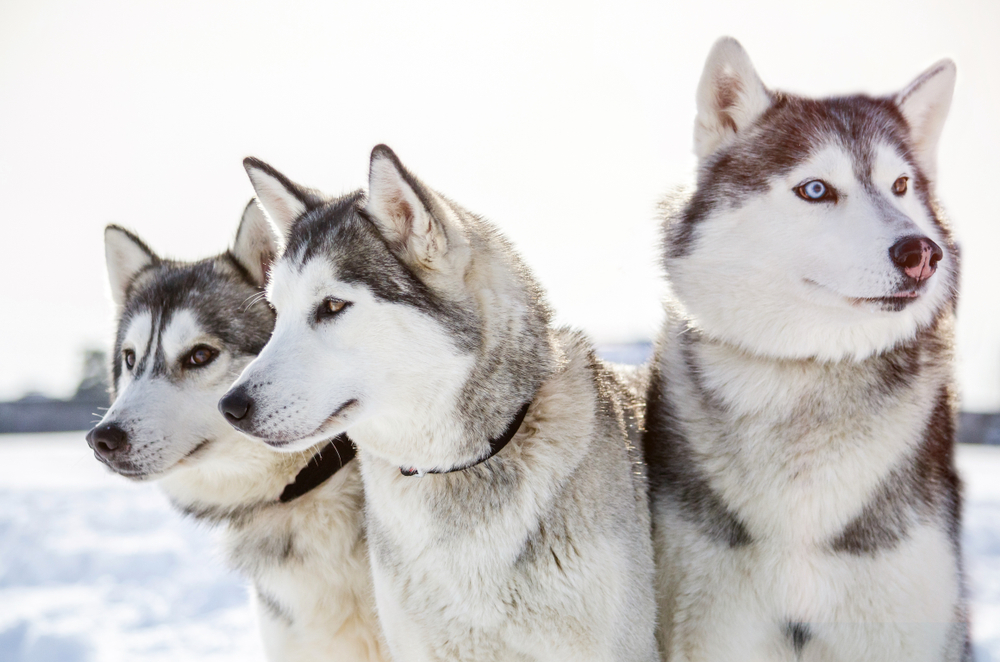 Three Siberian Husky dogs looks around.  Husky dogs has black and white coat color. Snowy white  background.