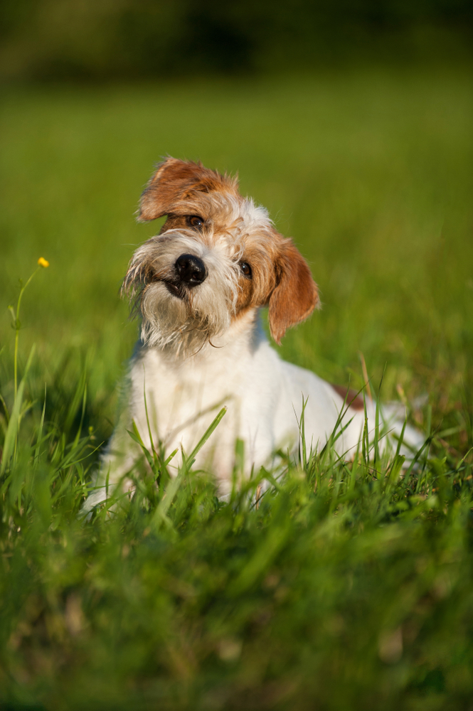 Kromfohrlander dog in a meadow