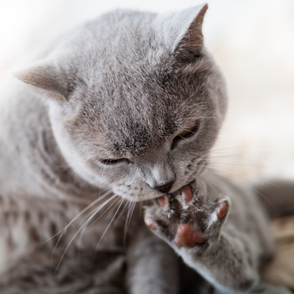 猫が爪を噛むのはなぜ？その理由と爪を噛み過ぎたときの対処法を紹介！