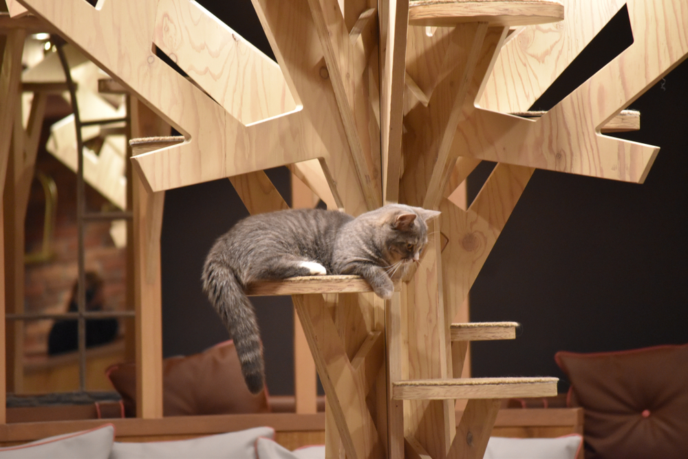 大きなキャットタワーで遊ぶ猫