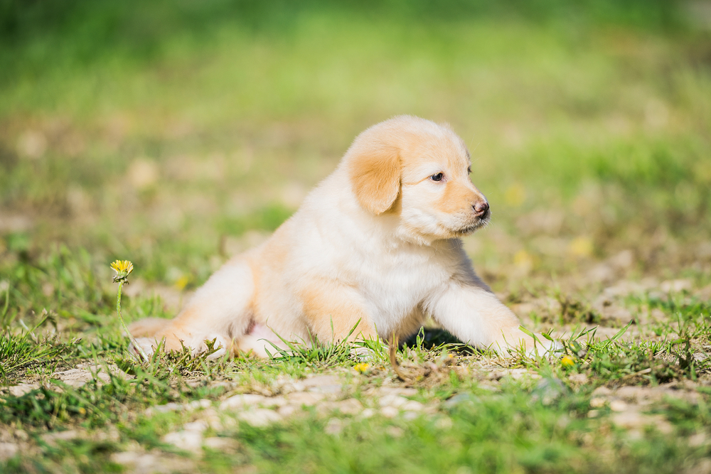 Hovawart puppy on the grass