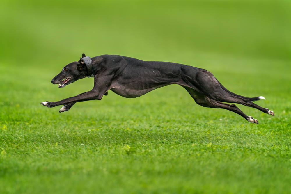 Greyhound runnding over grass