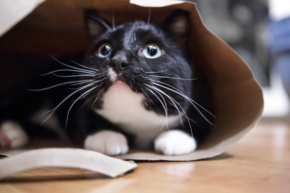 袋の中に隠れる猫
