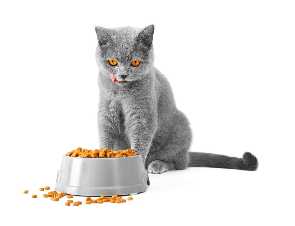 British cat eats food on isolation. A cat lickens in front of a bowl with food. The short-haired gray cat eats the food from the plate.