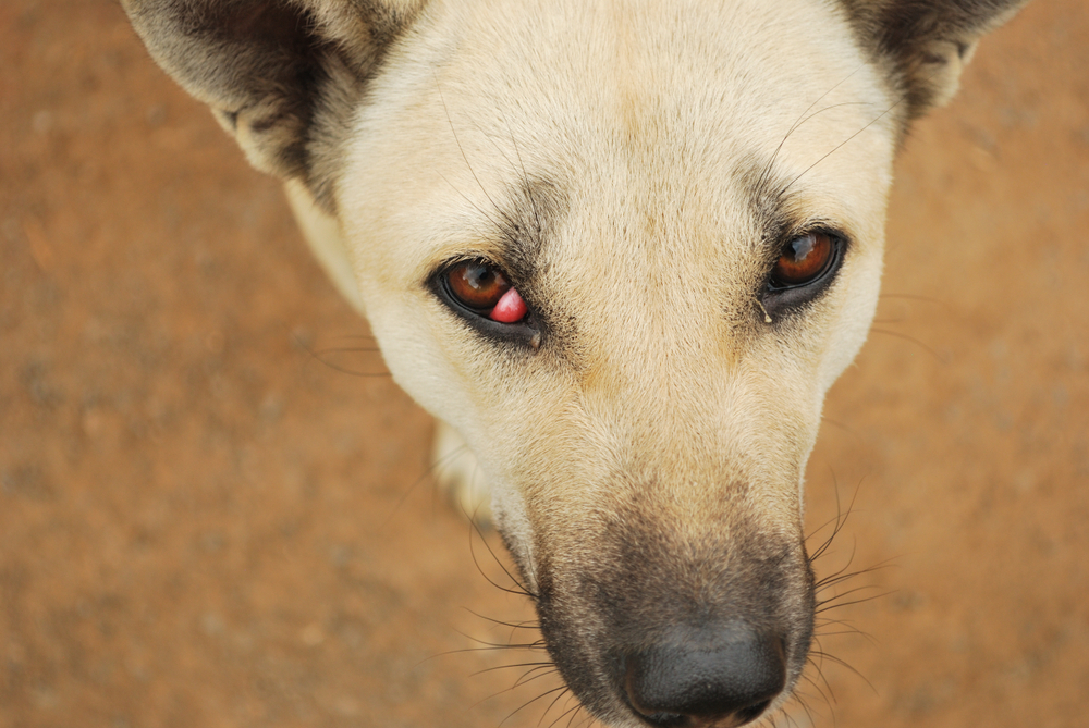 目が充血している犬