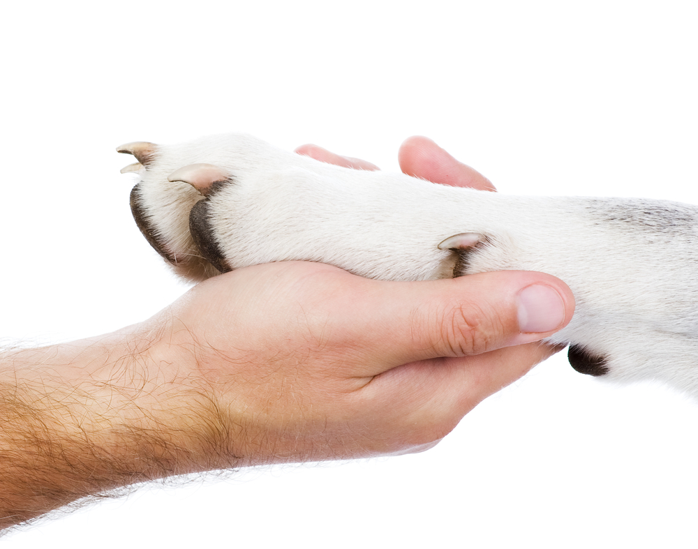 Dog paw and human hand. isolated on white background