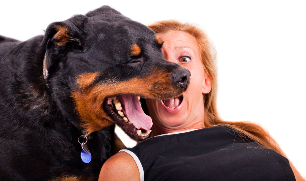 A funny expression of a blonde woman caught by surprise as her Rottweiler yawns in her face.