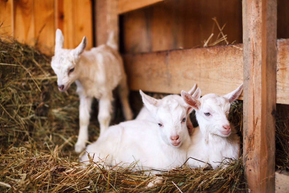 White and cute baby goats in a barn. Little goats in the hay.