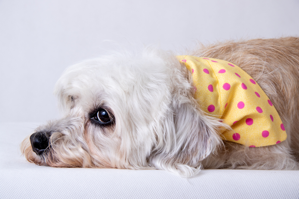 Dandie dinmont Terrier wearing a yellow Bandana with pink dots, lying down looking relaxed. Isolated on white backdrop
