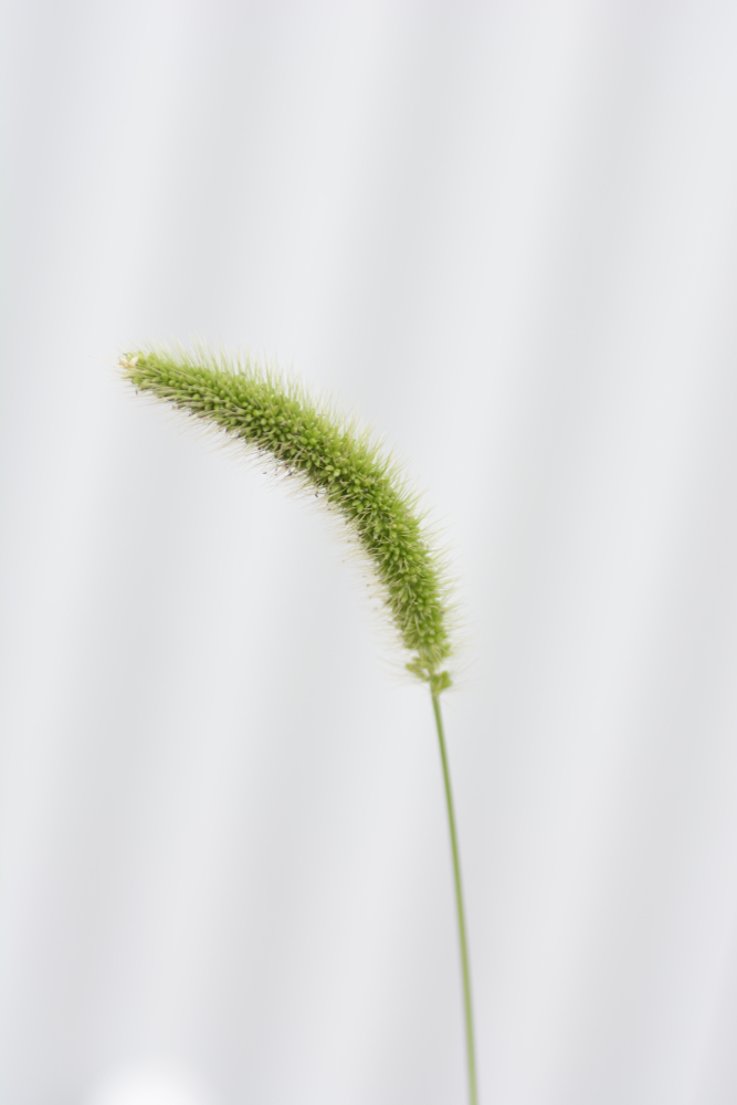 Background material / Green foxtail