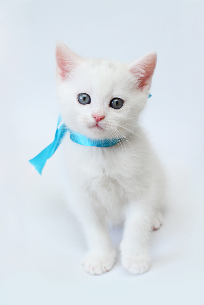 white kitten Scottish straight on white background