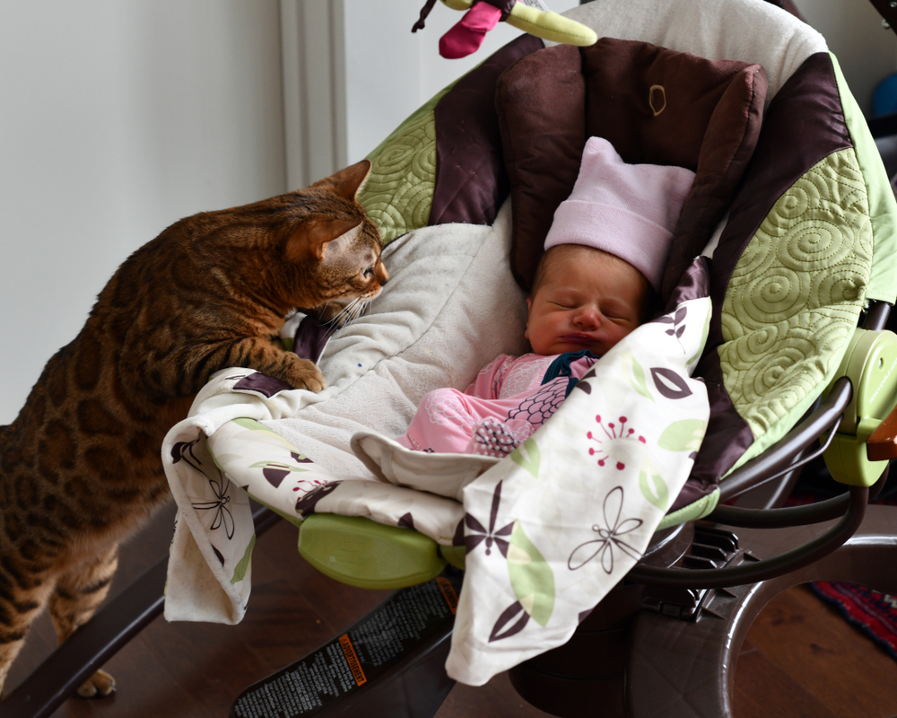 猫と新生児って同居可能？注意すべき点と同居のポイントを解説