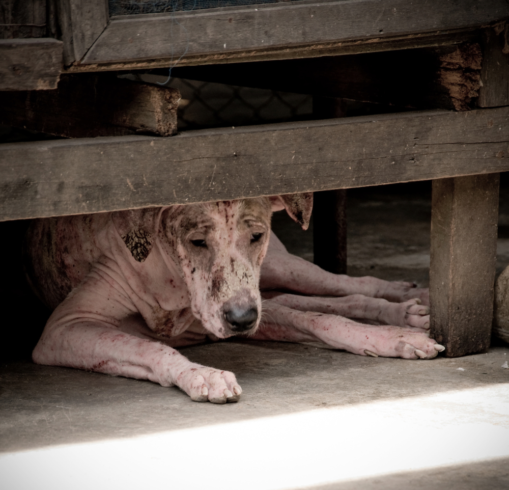 Leprosy asian dog, animal sick leprosy skin problem, Homeless sick street dog, Rabies infection risk on abandoned mixed-breed dog in Thailand