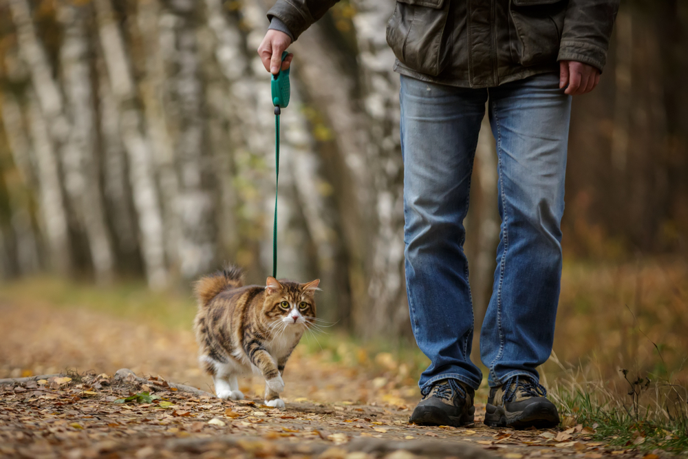猫と散歩する男性