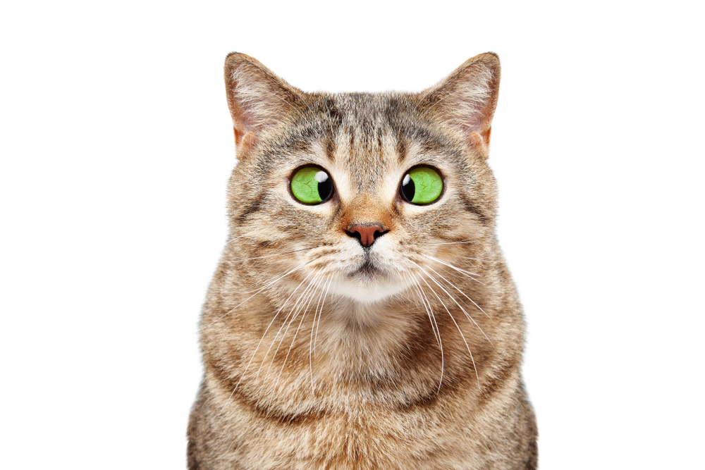 猫が寄り目になる理由とは？寄り目が多い猫種と気を付けてあげたい注意点を解説！