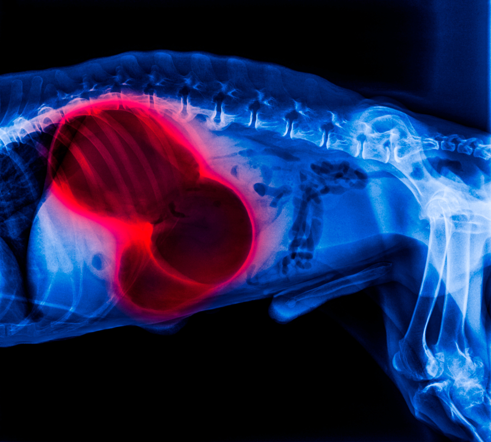 X-ray of dog lateral view red highlight in gastric dilatation volvulus- stomach twists-double bubble pattern indicates stomach torsion has occurred- Veterinary medicine- Veterinary anatomy- blue color