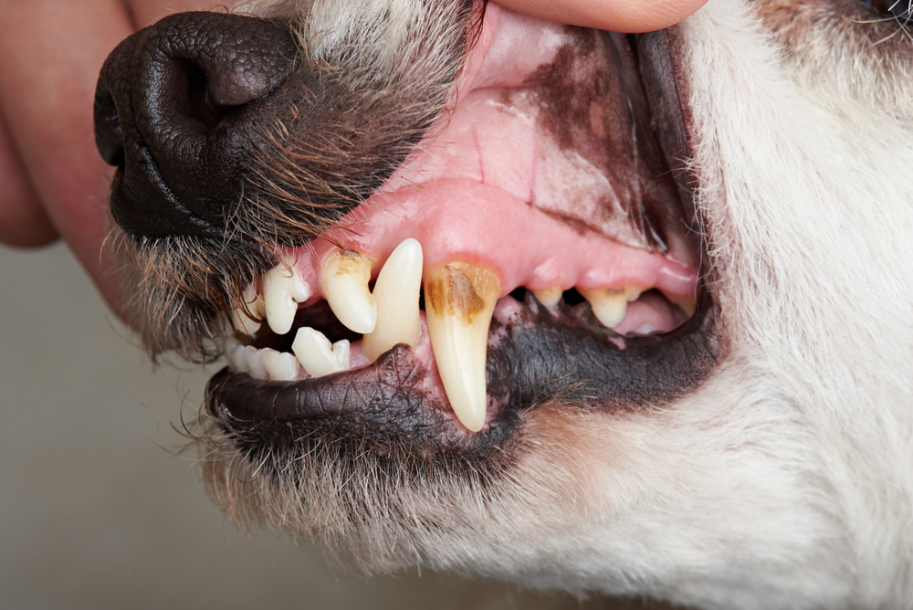 汚れが付着した犬の歯