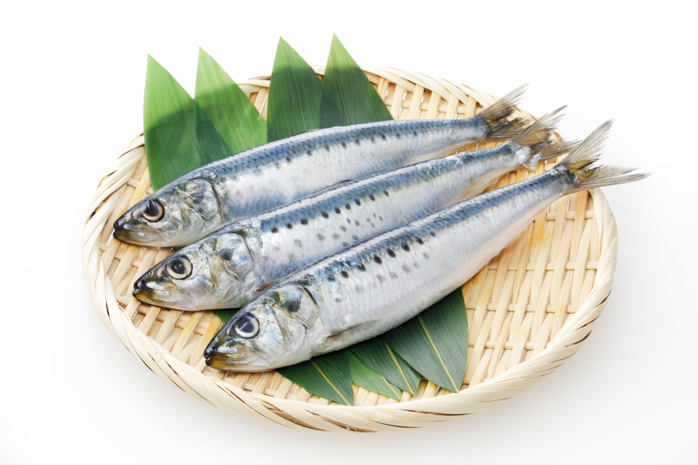 Japanese sardine image