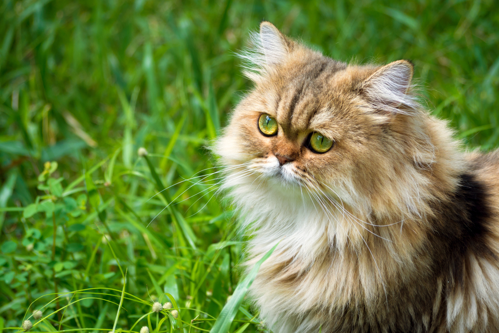 golden chinchilla persian kitten cat sitting on the green grass and concentrate looking up for something in the garden at the morning. animal and pet lifestyle concept. 