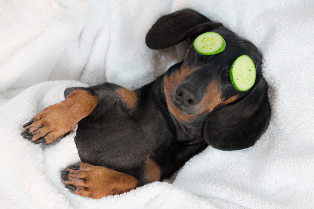 dog dachshund, black and tan, relaxed from spa procedures on face with cucumber, covered with a towel